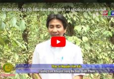 Chăm sóc cây hồ tiêu sau thu hoạch và chuẩn bị cho vụ mới