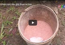 Chăm sóc tiêu giai đoạn ra hoa