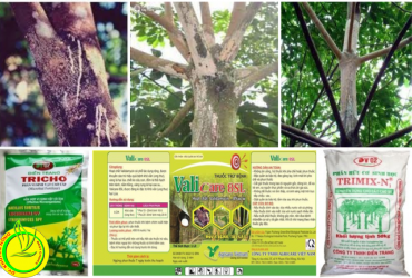 PHÒNG TRỪ BỆNH NẤM HỒNG GÂY HẠI TRÊN CÂY CAO SU