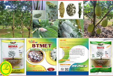 ỨNG DỤNG HIỆU QUẢ NẤM XANH, NẤM TRẮNG, NẤM TÍM TRONG SẢN XUẤT NÔNG NGHIỆP HIỆN NAY