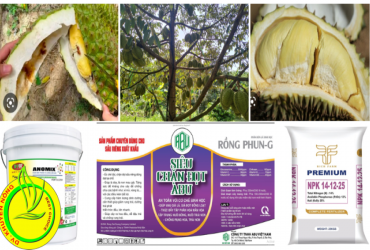 KHẮC PHỤC HIỆN TƯỢNG SƯỢNG CƠM TRÊN TRÁI SẦU RIÊNG NIÊN VỤ 2023