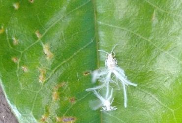 BIỆN PHÁP XỬ LÝ RẦY NHẢY GÂY HẠI TRÊN CÂY SẦU RIÊNG