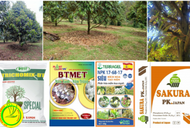 BIỆN PHÁP KỸ THUẬT CHĂM SÓC XỬ LÝ RA HOA TRÊN CÂY SẦU RIÊNG NIÊN VỤ 2022