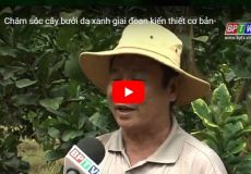 Chăm sóc cây bưởi da xanh giai đoạn kiến thiết cơ bản