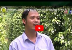 Phòng trừ tuyến trùng gây hại trên cây hồ tiêu theo hướng hữu cơ sinh học