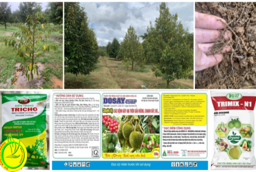 BIỆN PHÁP KỸ THUẬT PHÒNG TRỪ BỆNH VÀNG LÁ, THỐI RỄ GÂY HẠI TRÊN CÂY SẦU RIÊNG NIÊN VỤ 2022