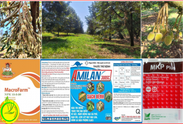 KHẮC PHỤC HIỆU QUẢ HIỆN TƯỢNG RỤNG TRÁI NON TRÊN CÂY SẦU RIÊNG