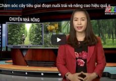 Chăm sóc cây tiêu giai đoạn nuôi trái và nâng cao hiệu quả sử dụng phân bón
