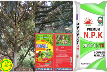 BIỆN PHÁP CHĂM SÓC SẦU RIÊNG GIAI ĐOẠN NHÚ MẮT CUA VÀ RA HOA NIÊN VỤ 2021-2022