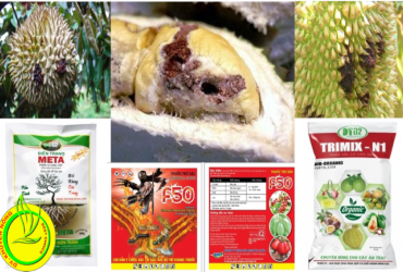BIỆN PHÁP KỸ THUẬT PHÒNG TRỪ SÂU ĐỤC TRÁI SẦU RIÊNG
