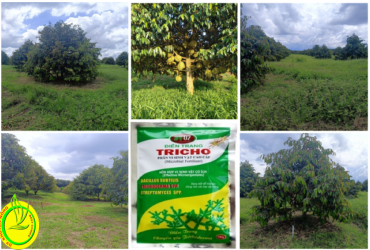 NHỮNG ĐIỀU CẦN BIẾT VỀ CỎ DẠI TRONG CANH TÁC NÔNG NGHIỆP HIỆN NAY