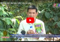 Phòng trừ rệp sáp trên cây cà phê