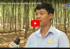 Chăm sóc cây cao su đầu vụ khai thác