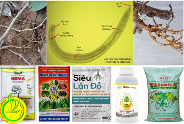 QUẢN LÝ HIỆU QUẢ TUYẾN TRÙNG GÂY HẠI TRÊN CÂY TRỒNG