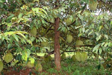 Phân bón cho cây sầu riêng kinh doanh