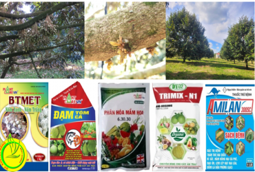 CHĂM SÓC CÂY SẦU RIÊNG GIAI ĐOẠN RA HOA ĐẾN XỔ NHỤY