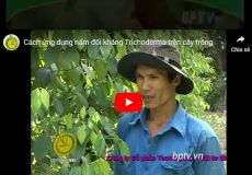 Cách ứng dụng nấm đối kháng Trichoderma trên cây trồng