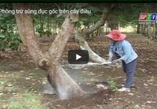 Phòng trừ sùng đục gốc trên cây điều