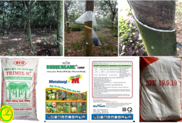 CHĂM SÓC CÂY CAO SU KINH DOANH GIAI ĐOẠN MÙA MƯA