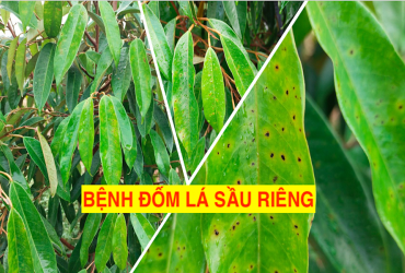 BIỆN PHÁP PHÒNG TRỪ BỆNH ĐỐM LÁ TRÊN SẦU RIÊNG