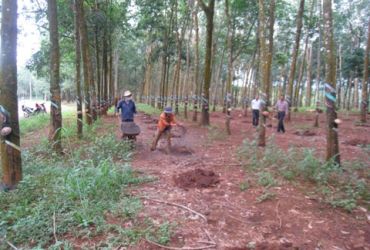 Phân bón hiệu quả cho cây cao su