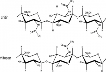 ỨNG DỤNG HOẠT CHẤT CHITOSAN TRONG SẢN XUẤT NÔNG NGHỆP BỀN VỮNG