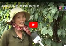 Chăm sóc cây hồ tiêu trước thu hoạch