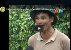 Hiệu quả sử dụng phân hữu cơ vi sinh và men sinh học trên cây tiêu