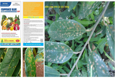 PHÒNG TRỪ HIỆU QUẢ BỆNH ĐỐM RONG GÂY HẠI TRÊN CÂY SẦU RIÊNG