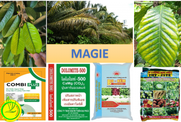 VAI TRÒ CỦA MAGIE ĐỐI VỚI SINH TRƯỞNG VÀ PHÁT TRIỂN CỦA CÂY TRỒNG