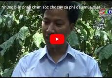 Những biện pháp chăm sóc cho cây cà phê đầu mùa mưa