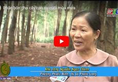 Phân bón cho cây cao su cuối mùa mưa