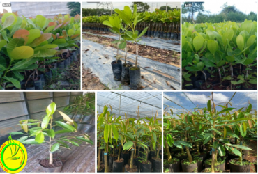 TIÊU CHUẨN KHI LỰA CHỌN CÂY GIỐNG ĐIỀU VÀ SẦU RIÊNG NIÊN VỤ 2023