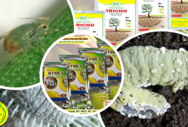 ỨNG DỤNG HIỆU QUẢ CÁC CHỦNG NẤM KÝ SINH CÔN TRÙNG TRONG SẢN XUẤT NÔNG NGHIỆP