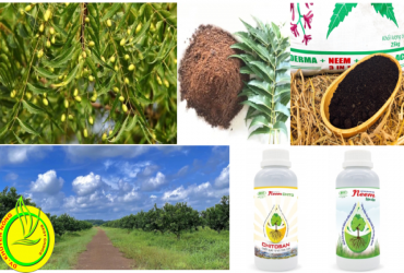ỨNG DỤNG HIỆU QUẢ SẢN PHẨM TỪ CÂY NEEM TRONG CANH TÁC NÔNG NGHIỆP HIỆN NAY