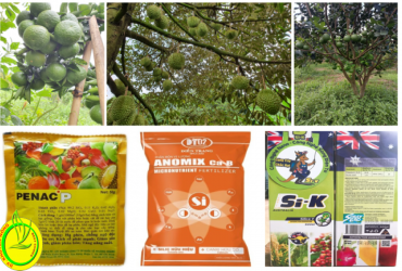 CÔNG DỤNG CỦA SILIC ĐỐI VỚI CÂY ĂN TRÁI