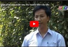 Biện pháp rửa vườn sau thu hoạch trên cây tiêu