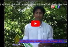 Kỹ thuật chăm sóc vườn quýt sau thu hoạch và chuẩn bị ra hoa