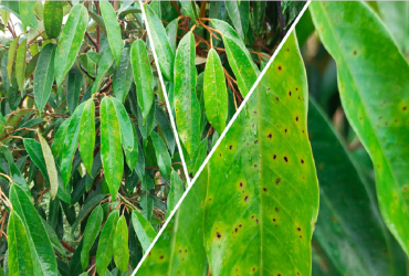 BIỆN PHÁP PHÒNG TRỪ BỆNH ĐỐM LÁ TRÊN SẦU RIÊNG