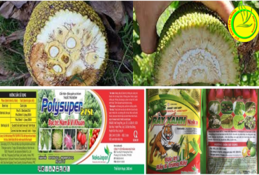 PHÒNG TRỪ HIỆU QUẢ BỆNH XƠ ĐEN MÚI TRÊN CÂY MÍT THÁI