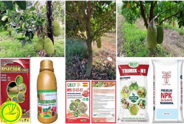 KỸ THUẬT CHĂM SÓC CÂY MÍT GIAI ĐOẠN NUÔI TRÁI