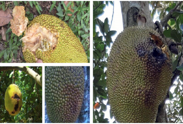 PHÒNG TRỪ HIỆU QUẢ BỆNH THỐI NHŨN TRÊN TRÁI MÍT THÁI