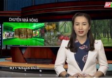 Chăm sóc, phòng bệnh trên cây điều giai đoạn ra hoa