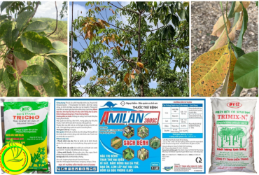 PHÒNG TRỪ BỆNH VÀNG RỤNG LÁ GÂY HẠI TRÊN CÂY CAO SU NIÊN VỤ 2023-2024