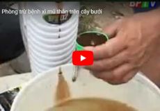 Phòng trừ bệnh xì mủ thân trên cây bưởi