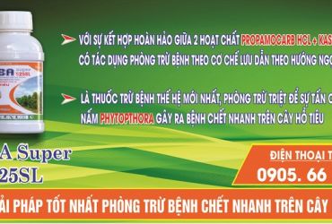 Vaba Super 525SL giải pháp tốt nhất phòng trừ bệnh chết nhanh (thối rễ) trên cây hồ tiêu