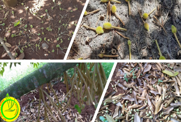 NGUYÊN NHÂN VÀ BIỆN PHÁP KHẮC PHỤC HIỆN TƯỢNG RỤNG HOA VÀ TRÁI NON TRÊN CÂY SẦU RIÊNG