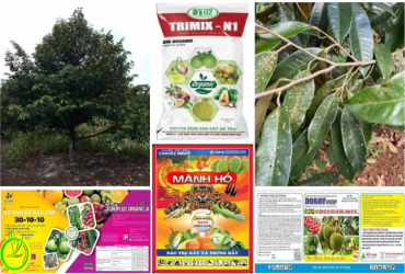 CHĂM SÓC CÂY SẦU RIÊNG GIAI ĐOẠN SAU THU HOẠCH NIÊN VỤ 2022