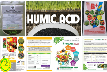 ỨNG DỤNG HIỆU QUẢ ACID HUMIC TRONG SẢN XUẤT NÔNG NGHIỆP HIỆN NAY