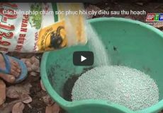 Các biện pháp chăm sóc phục hồi cây điều sau thu hoạch